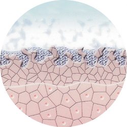 mikroderma-1.jpg